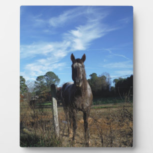 Plaque Photo Chocolat au lait Cheval Brown en bleu
