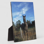 Plaque Photo Chocolat au lait Cheval Brown en bleu (Côté)