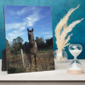 Plaque Photo Chocolat au lait Cheval Brown en bleu (Côté)