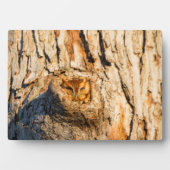 Plaque Photo Chouette à cris de l'Est (Devant)