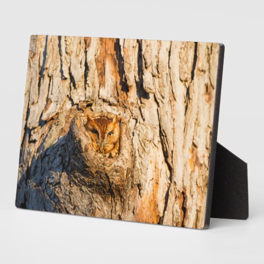 Plaque Photo Chouette à cris de l'Est (Côté)