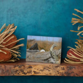 Plaque Photo Chouette des neiges (Côté)