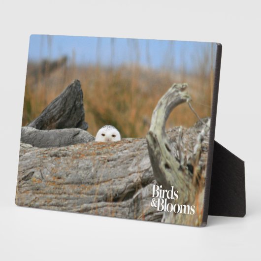 Plaque Photo Chouette des neiges (Côté)