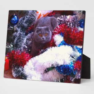 Plaque Photo Christmas British blue cat