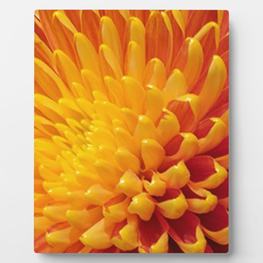 Plaque Photo Chrysanthème jaune et orange (Devant)