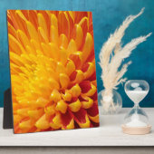 Plaque Photo Chrysanthème jaune et orange (Côté)