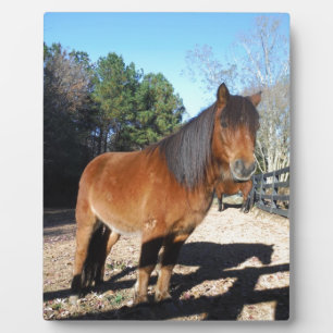 Plaque Photo Ciel turquoise de poney Brown