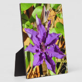 PLAQUE PHOTO CLEMATIS (Côté)