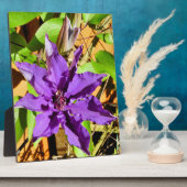 PLAQUE PHOTO CLEMATIS (Côté)