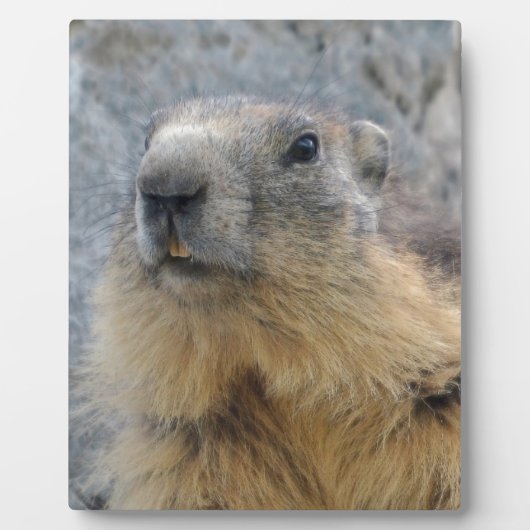 Plaque Photo Closeup Marmotte alpine (Devant)