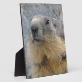 Plaque Photo Closeup Marmotte alpine (Côté)