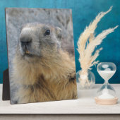 Plaque Photo Closeup Marmotte alpine (Côté)