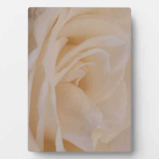 Plaque Photo Closeup Rose couleur crème (Devant)