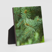 Plaque Photo Closeuse de pin (Recto)