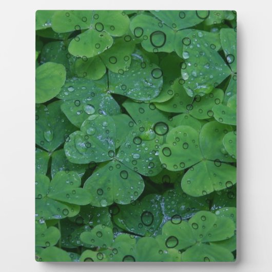 Plaque Photo Clover vert irlandais (Devant)