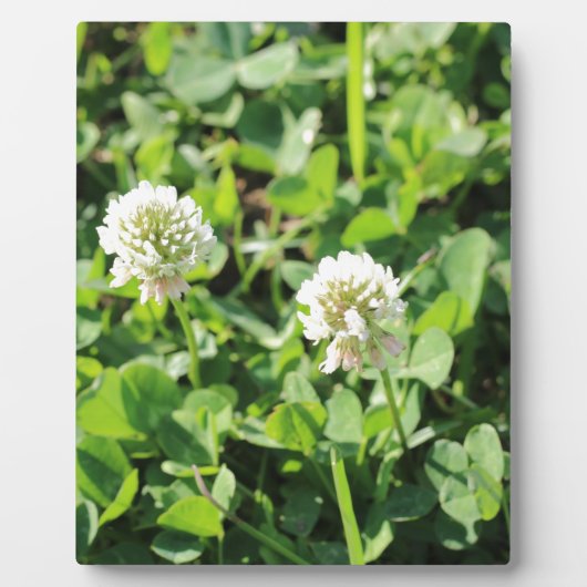 Plaque Photo Clovers et fleurs (Devant)