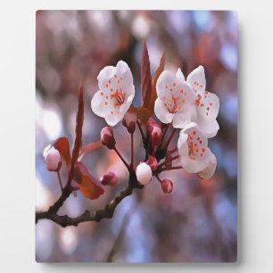 Plaque Photo Cluster de fleurs de cerisier avec un rose et un b