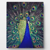 Plaque Photo Cobalt Blue Peacock (Devant)