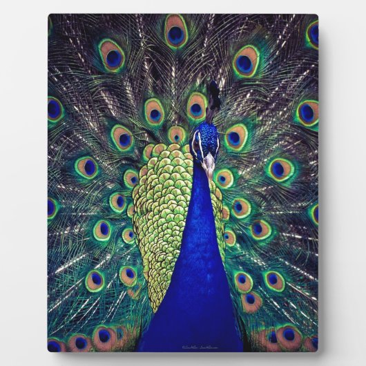 Plaque Photo Cobalt Blue Peacock (Devant)