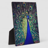 Plaque Photo Cobalt Blue Peacock (Côté)