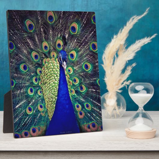 Plaque Photo Cobalt Blue Peacock (Côté)