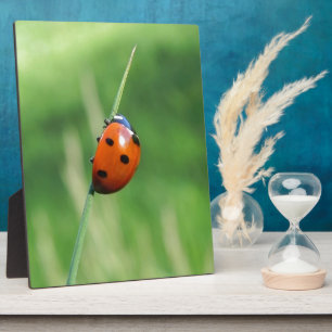 Plaque Photo Coccinelle sur une brin d'herbe
