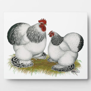 Plaque Photo Cochin Columbian Bantams