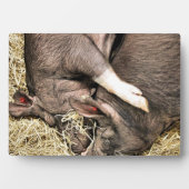 PLAQUE PHOTO COCHONS DE SOMMEIL (Devant)