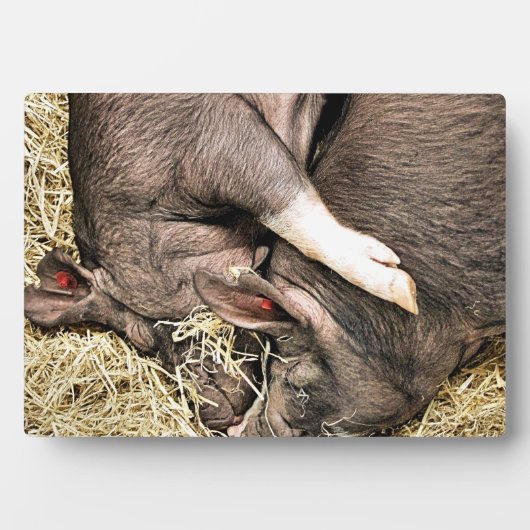 PLAQUE PHOTO COCHONS DE SOMMEIL (Devant)