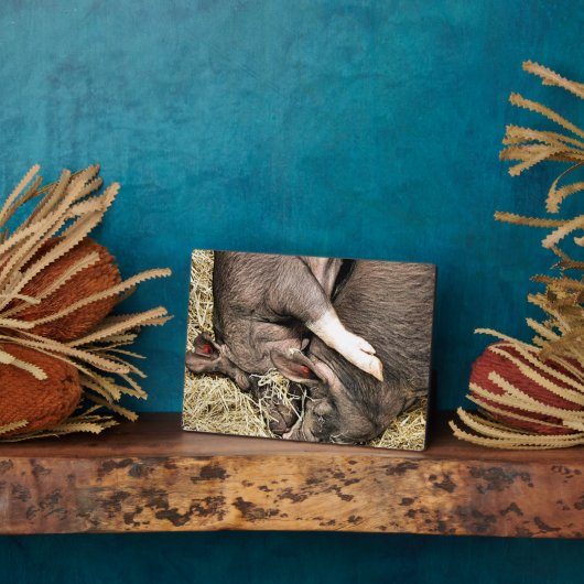 PLAQUE PHOTO COCHONS DE SOMMEIL (Côté)