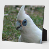 Plaque Photo Cockatoo bleu (Côté)