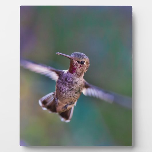 Plaque Photo Colibri (Devant)