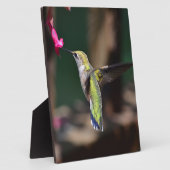 Plaque Photo Colibri et Fleur de Salvia (Côté)