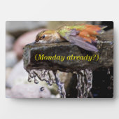 Plaque Photo Colibri posé dans l'eau (Devant)