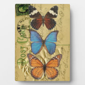 Plaque Photo Collection papillon (Devant)