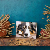 PLAQUE PHOTO COLLIE FRONTALIÈRE (Côté)