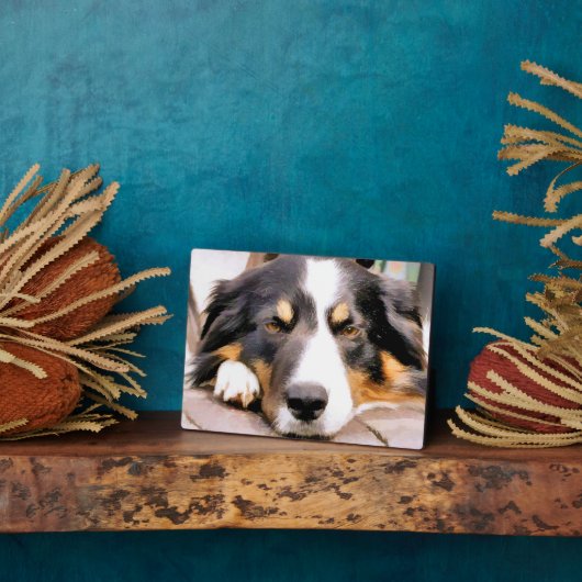 PLAQUE PHOTO COLLIE FRONTALIÈRE (Côté)