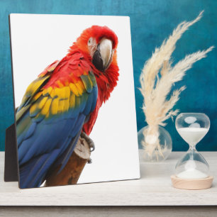 Plaque Photo Coloré Macaw Chic Classy Mod Tropical