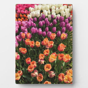 Plaque Photo Colorful Tulip Garden Bed, Oregon