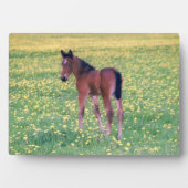 Plaque Photo Colt dans le champ de Dandelion (Devant)