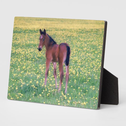 Plaque Photo Colt dans le champ de Dandelion (Côté)