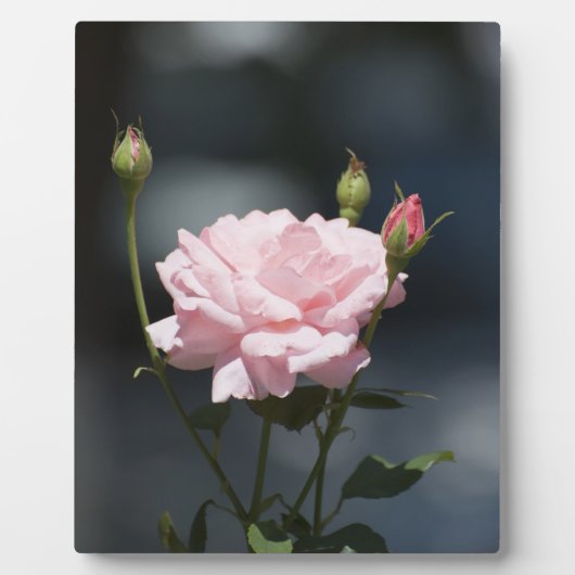 Plaque Photo Comme un Rose (Devant)