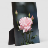 Plaque Photo Comme un Rose (Côté)