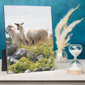 Plaque Photo Conception risquée - Moutons dans un champ (Côté)