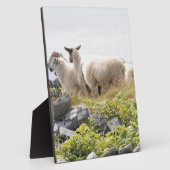 Plaque Photo Conceptions originales - Moutons dans un champ (Côté)