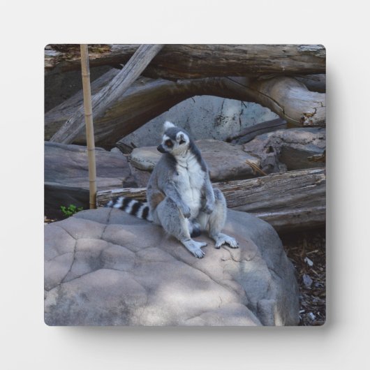 Plaque Photo Contremaître De Possum À Ringtail Au Travail, (Devant)