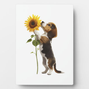 Plaque Photo Copie Beagle