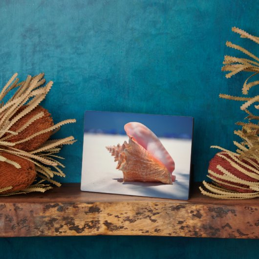Plaque Photo Coque Conch Sur Plage 2 (Côté)