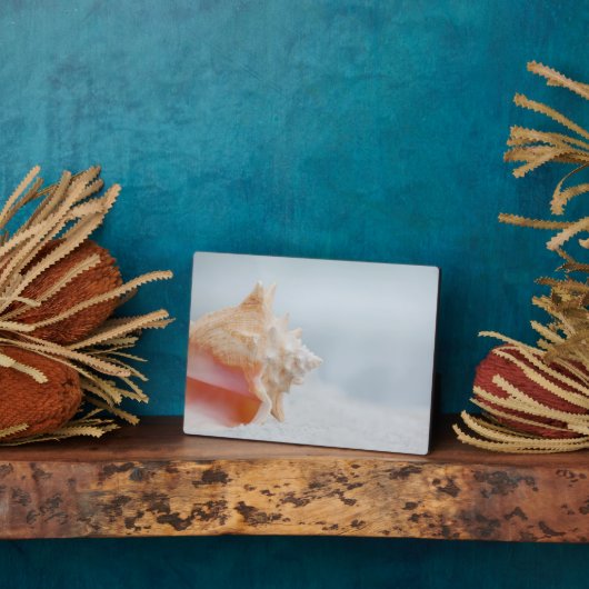 Plaque Photo Coque conique | Floride (Côté)