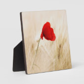 Plaque Photo Coquelicot rouge isolé dans un champ herbeux (Recto)